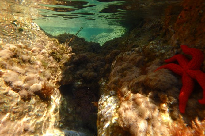 Barcelona Costa Brava Kayak, Snorkel & Cliff Jump Day Tour - What to pack for a better day