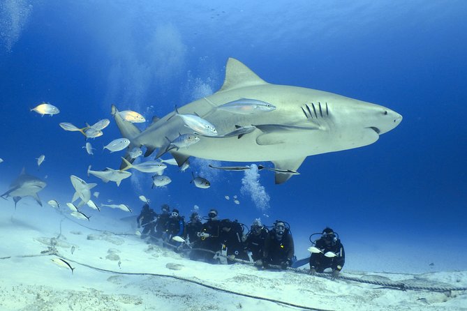 Bull Shark Extreme - 1tank /Only for Certified Divers - Key points to know before booking