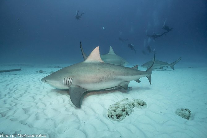 Bull Shark Extreme - 1tank /Only for Certified Divers - From the Scuba Libre shop to the boat