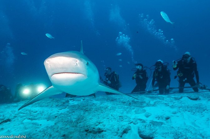 Bull Shark Extreme - 1tank /Only for Certified Divers - Descending to the sandy bottom at 24 metres