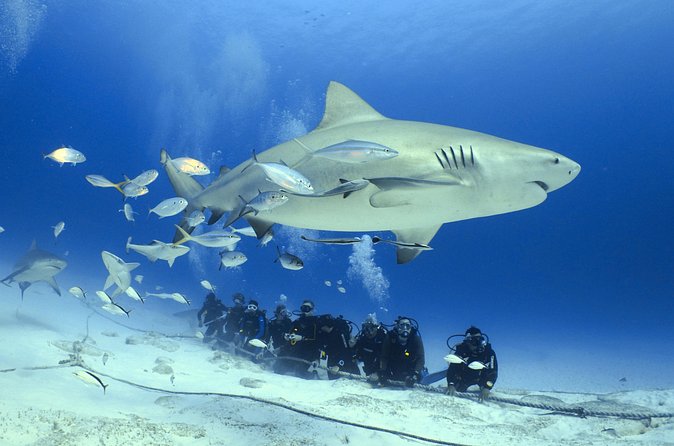 Bull Shark Extreme - 1tank /Only for Certified Divers - Safety, depth, and the equipment question