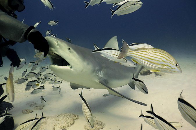 Bull Shark Extreme - 1tank /Only for Certified Divers - Is $210 good value?