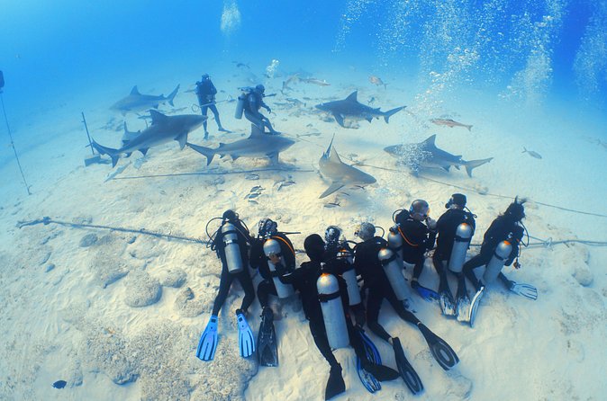Bull Shark Extreme - 1tank /Only for Certified Divers - Who should book this activity?