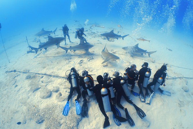 Bull Shark Extreme - 1tank /Only for Certified Divers - The briefing is an important part of the experience