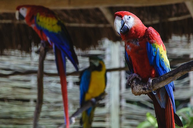 Cancun Extreme Zipline Canopy Tour - Choosing between the three adventure packages