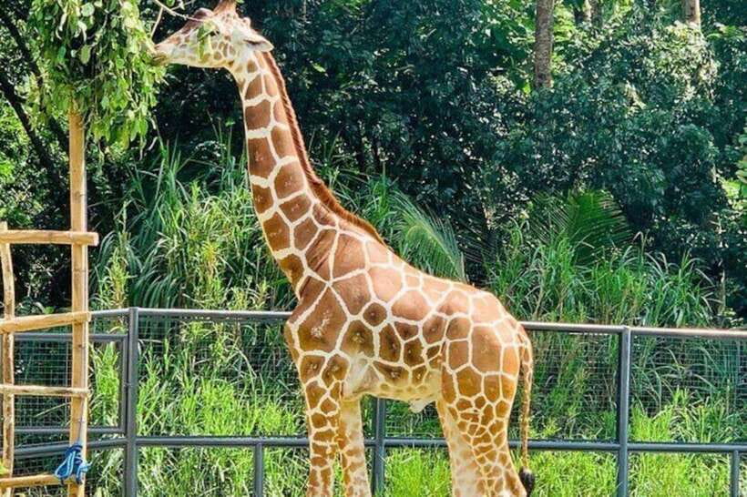 Cebu:Cebu Safari Adventure Park Day Trip - Key points to know before booking