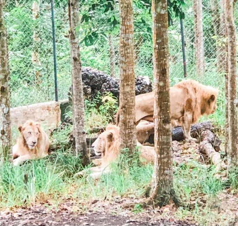 Cebu:Cebu Safari Adventure Park Day Trip - The practical verdict