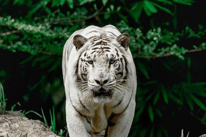 Cebu:Cebu Safari Adventure Park Day Trip - Six hours among animals at Cebu Safari Adventure Park