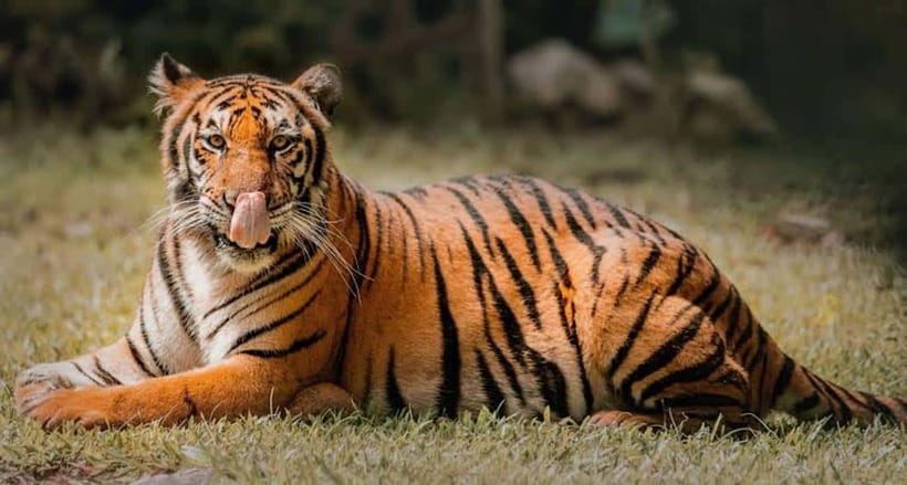 Cebu:Cebu Safari Adventure Park Day Trip - The safari truck ride and open animal areas