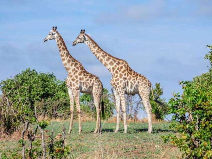 Cebu:Cebu Safari Adventure Park Day Trip - Shows that reward careful timing