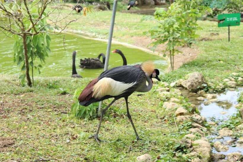 Cebu:Cebu Safari Adventure Park Day Trip - Food, drinks, and shops inside the park