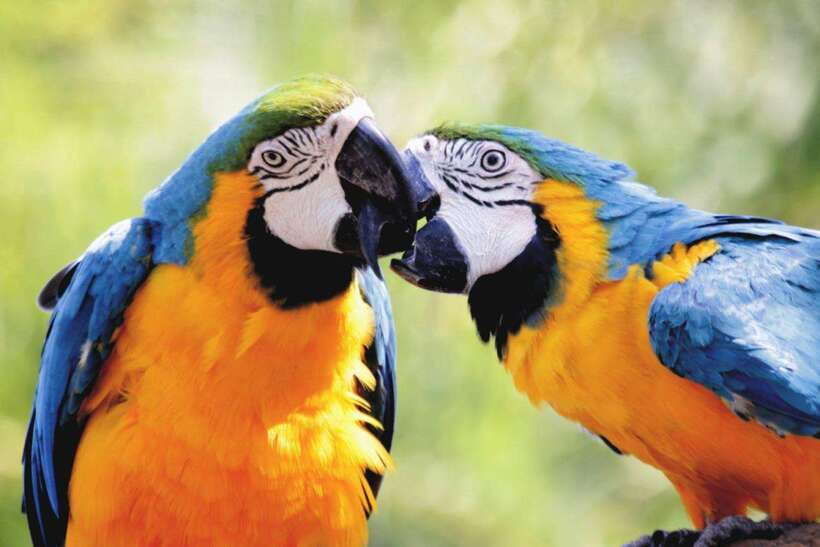 Cebu:Cebu Safari Adventure Park Day Trip - Who should book this Cebu day trip?