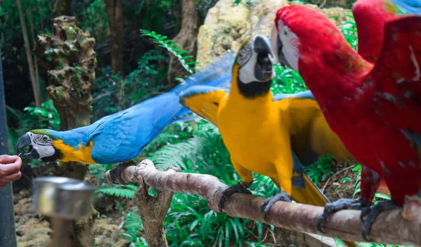 Cebu:Cebu Safari Adventure Park Day Trip - The drive from Cebu hotels to the park