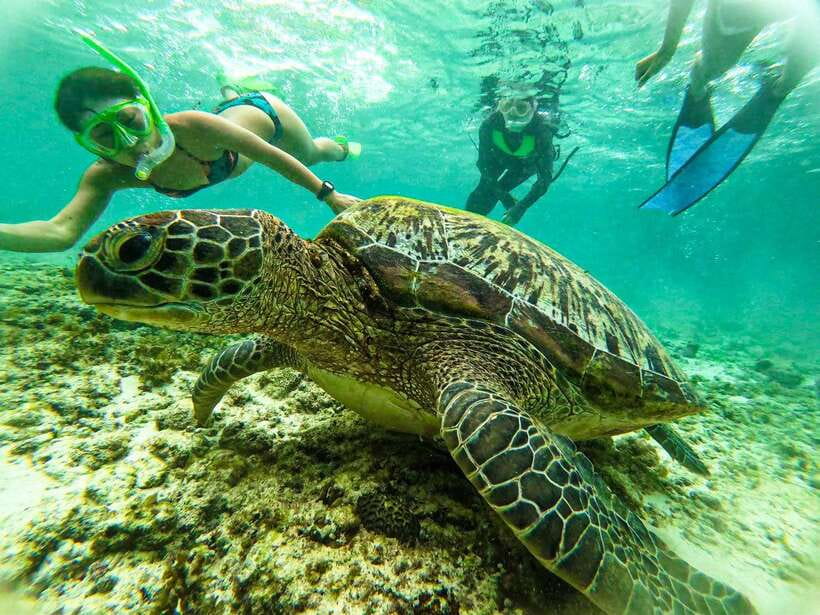 Cebu: Kawasan Canyoning, Moalboal Snorkeling, & Turtles Tour - What to bring for a wet, active day