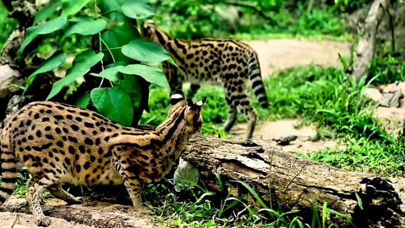 Cebu Safari & Adventure Park: Wildlife Tour with Transfers - A Full Day from Cebu to Carmen