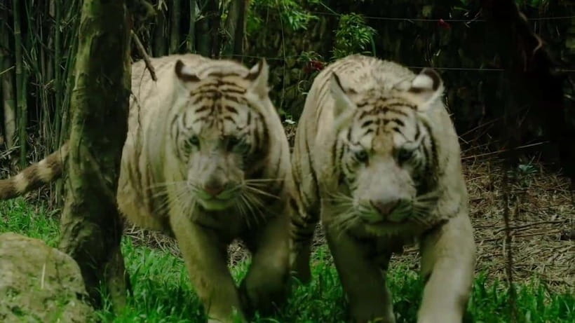 Cebu Safari & Adventure Park: Wildlife Tour with Transfers - Who Will Enjoy This Day Most?