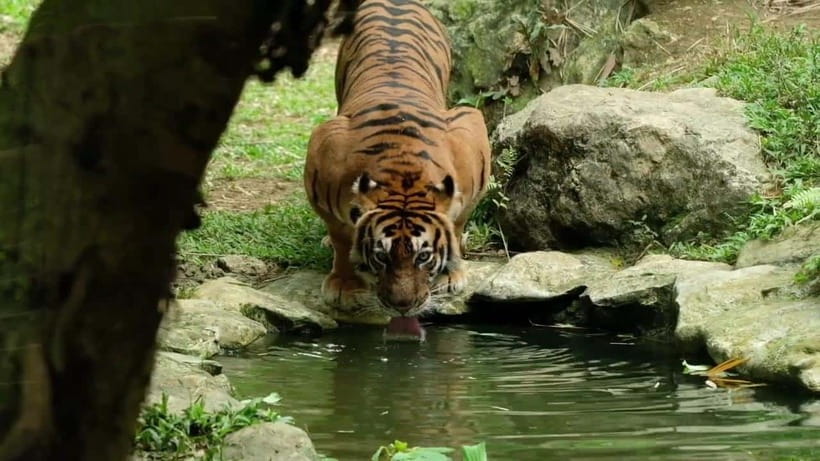 Cebu Safari & Adventure Park: Wildlife Tour with Transfers - Entering Cebu’s Largest Safari Park