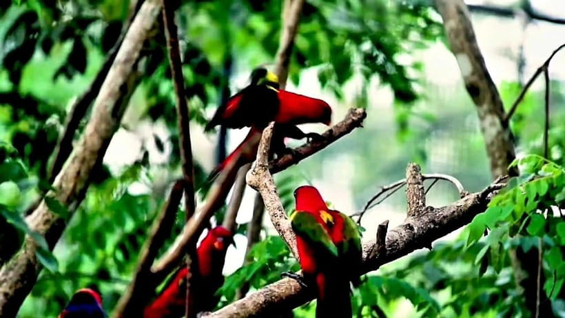 Cebu Safari & Adventure Park: Wildlife Tour with Transfers - Optional Animal Encounters and Feeding Sessions