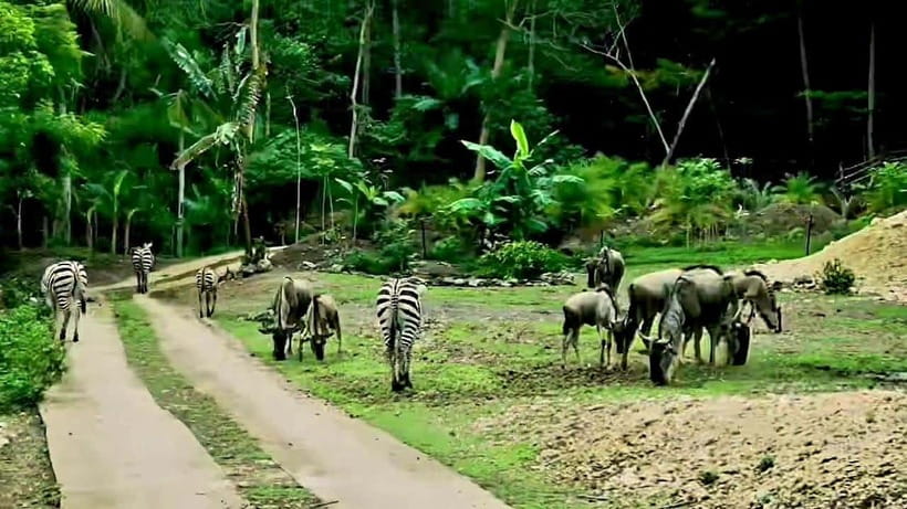 Cebu Safari & Adventure Park: Wildlife Tour with Transfers - Shows and Conservation Talks