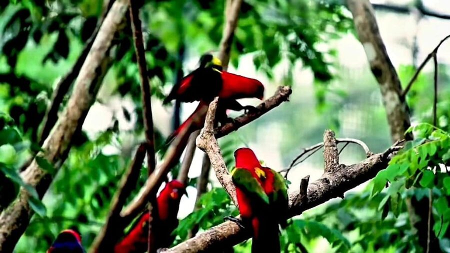 Cebu Safari & Adventure Park: Wildlife Tour with Transfers - Botanical Gardens and a Quieter Afternoon