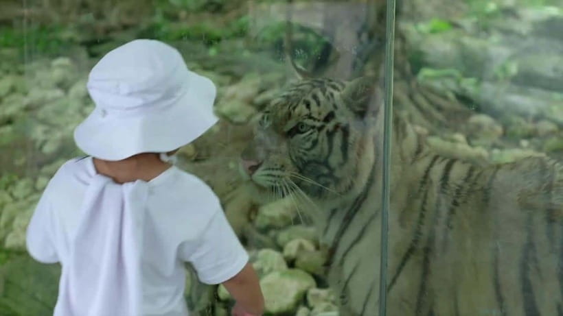 Cebu Safari & Adventure Park: Wildlife Tour with Transfers - Lunch, Drinks, and What to Pack