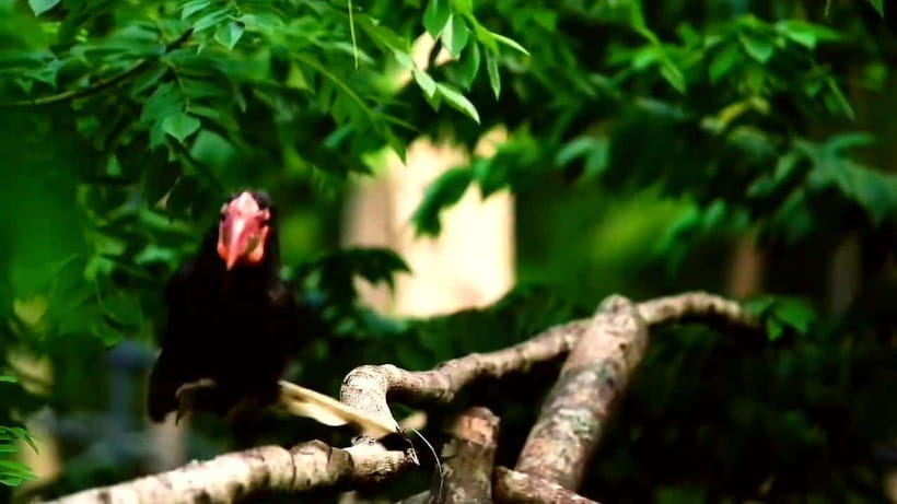Cebu Safari & Adventure Park: Wildlife Tour with Transfers - Is $103 a Fair Price?