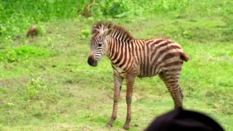Cebu Safari & Adventure Park: Wildlife Tour with Transfers - The Return to Cebu