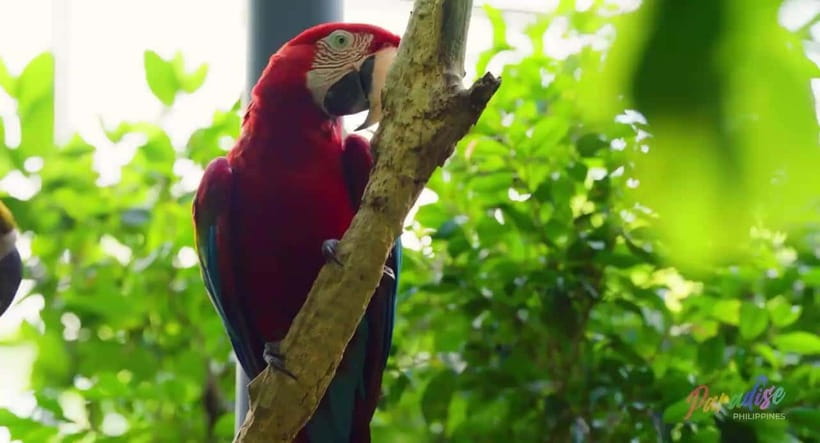 Cebu Safari & Adventure Park: Wildlife Tour with Transfers - Giraffes, Zebras, Lions, and Open Animal Areas