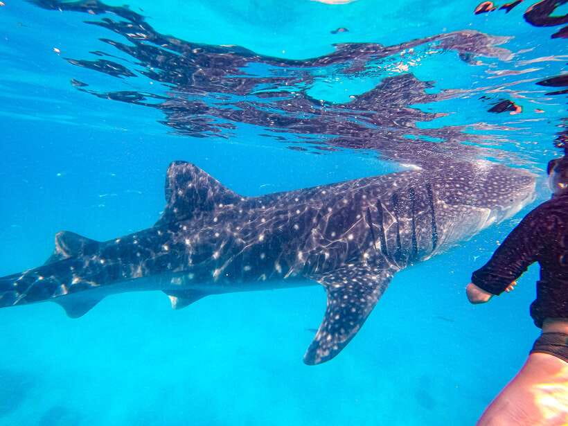 Cebu: Whale Shark Snorkeling & Kawasan Canyoning Tour - Lunch with a view of Kawasan Falls