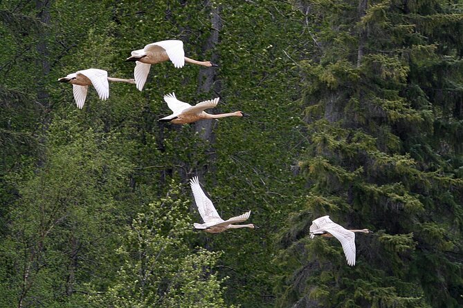 Chilkat River Jet-Boat Adventure in Haines - Bears, moose, and changing river habitats