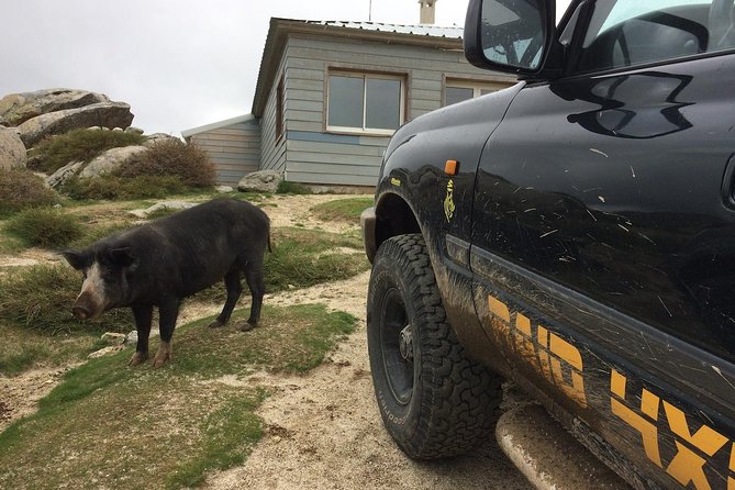 Corsica Extreme Sud Day 4X4 Excursions from Porto-Vecchio - What the $186.06 price means
