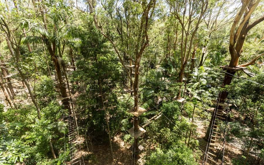 Currumbin: Treetop Challenge Adventure Park - The Wildlife Below Makes This More Than a Standard Ropes Course