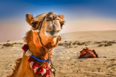 Extreme Desert Safari, Camel Ride, Show & BBQ Dinner