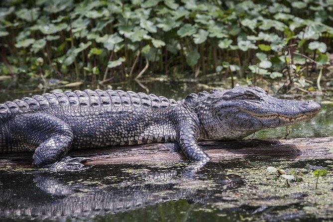 Extreme Everglades: Crocodiles and Adventure from Miami - From downtown Miami to the Everglades