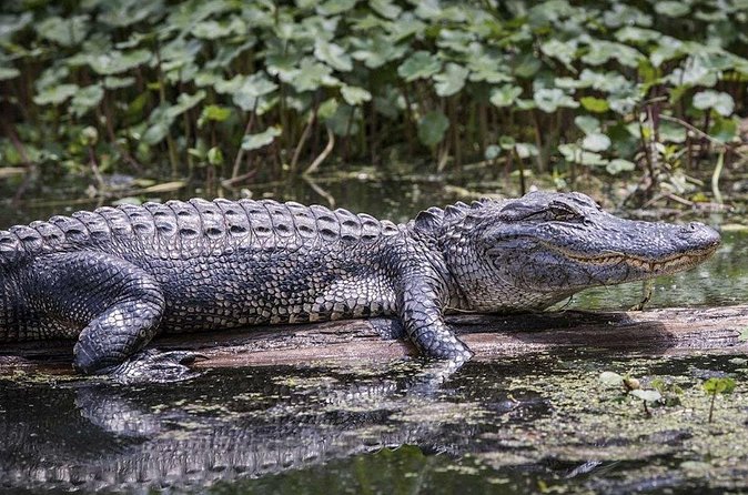 Extreme Everglades: Crocodiles and Adventure from Miami - The guides and the human side of the trip