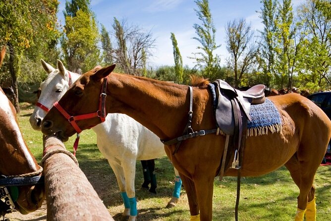 Extreme Horses Adventure with ATV, Ziplines & Cenote - Ziplines, bridges, and the cenote swim