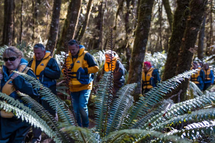 Fiordland: Jet Boat & Nature Walk Experience from Te Anau - Should you book the Fiordland Jet experience?