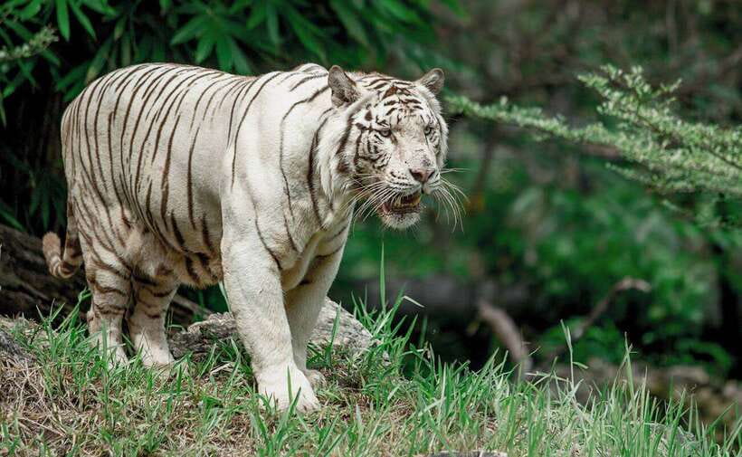 From Cebu City: Cebu Safari and Adventure Park Day Tour - White lions and Bengal tigers