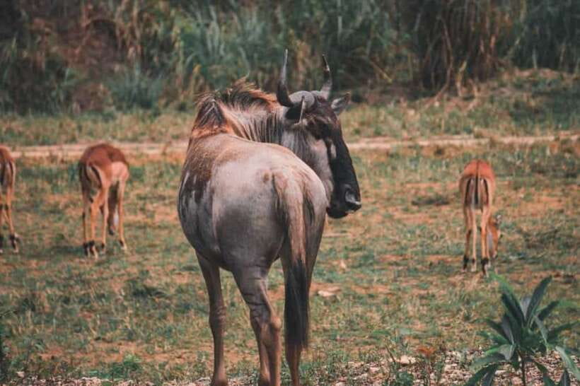From Cebu City: Cebu Safari and Adventure Park Day Tour - Food, drinks, and what to pack