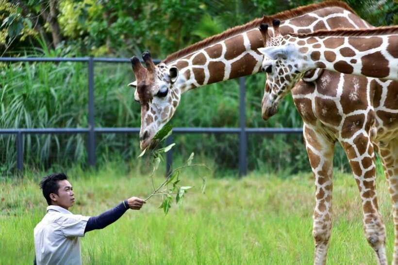 From Cebu City: Cebu Safari and Adventure Park Day Tour - Who will enjoy this day most?