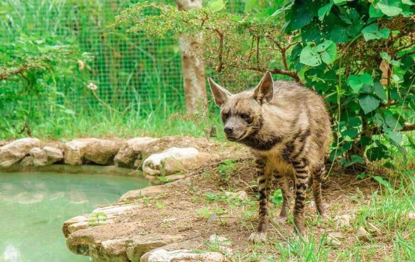 From Cebu City: Cebu Safari and Adventure Park Day Tour - Booking details worth knowing