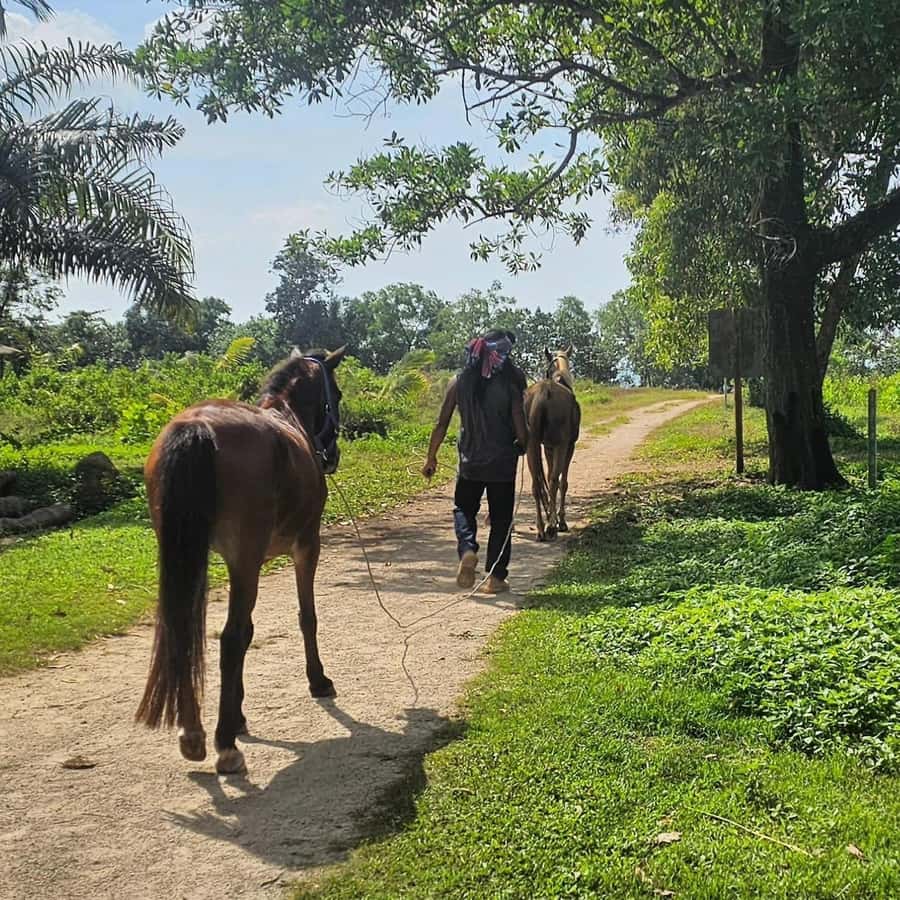Krabi Horse Riding on the Beach and atv Extreme - How much value do you get for $86?