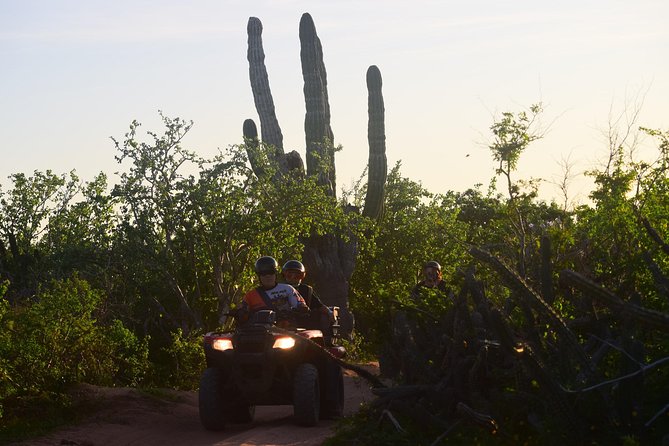 New!!! Extreme Beach & Desert Off-Road Atv Experience… - The old cactus and native plants