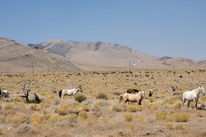 Off Road UTV Adrenaline Experience in Las Vegas - What the pace is really like