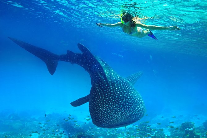Oslob Whale Shark Snorkeling & Kawasan Canyoning Tour - Why this Cebu day trip packs so much into one day