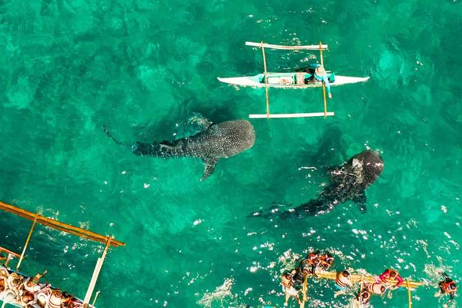 Oslob Whale Shark Snorkeling & Kawasan Canyoning Tour - From whale sharks to Kawasan Falls