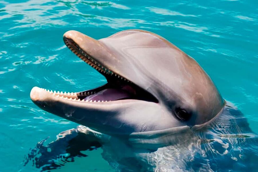 Puerto Plata: Ocean World Adventure Park Day Pass - Snorkeling in the Tropical Reef Aquarium