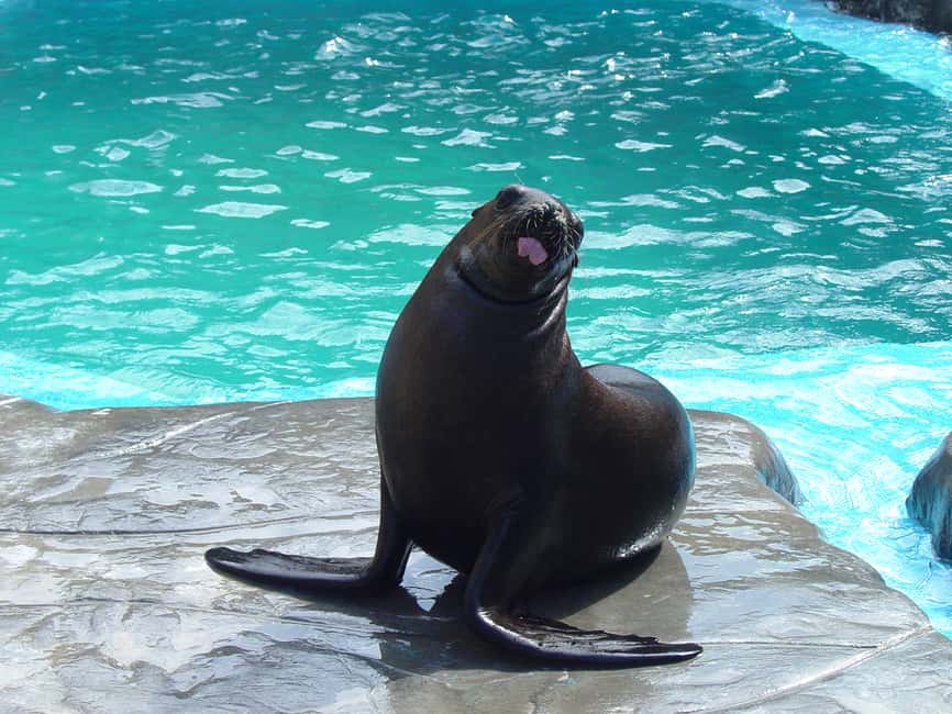 Puerto Plata: Ocean World Adventure Park Day Pass - The dolphin habitat and main animal shows