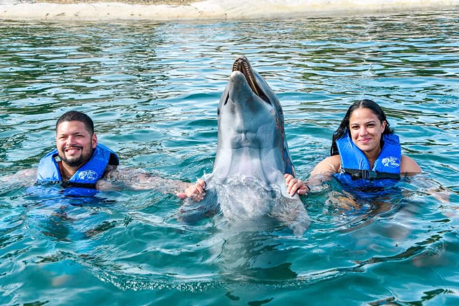 Puerto Plata: Ocean World Adventure Park Swim with Dolphins - Sea lions provide the comic relief