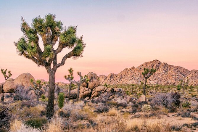 Rappelling Adventure in Joshua Tree National Park (6 Hours) - Key points to know before you book